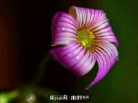南京墨丘利家居有限公司